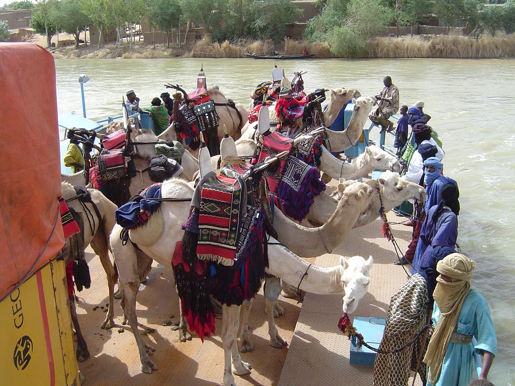 Camels don't particularly enjoy the short ferry ride from Wabaria to Gao
