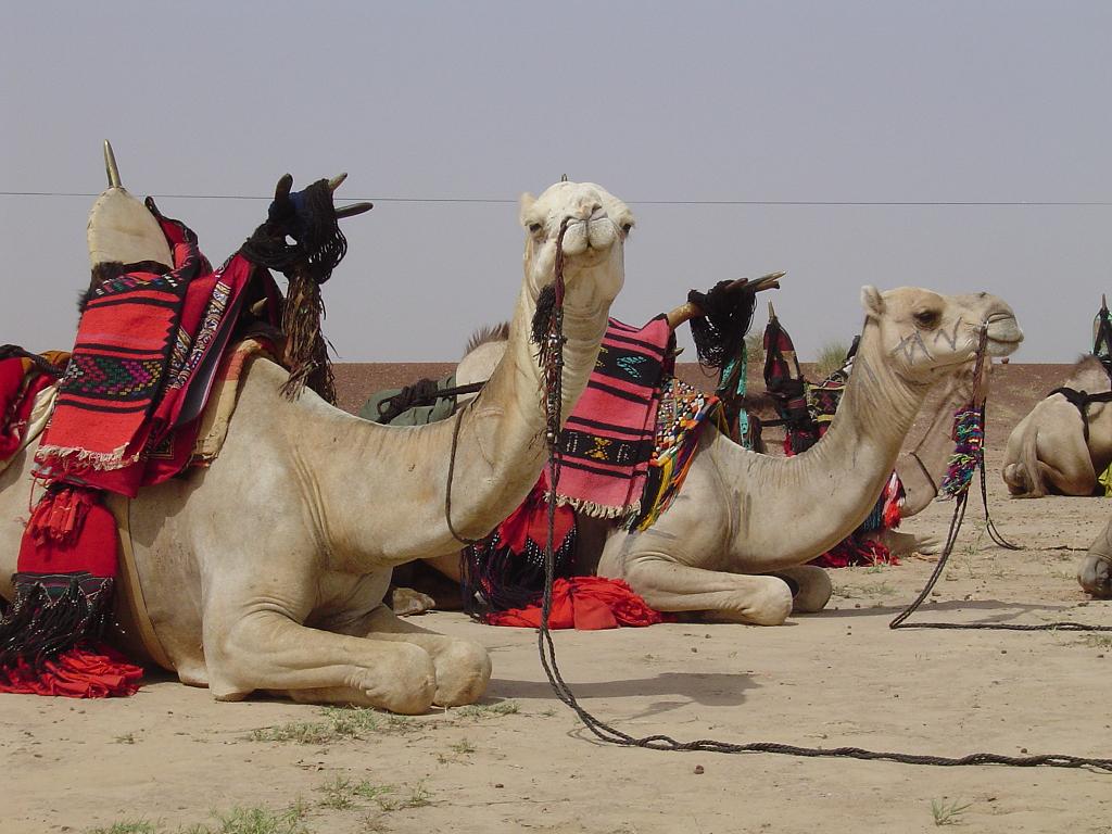 The camels are waiting in Gao for you